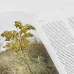 Het voedselbos – spread met tekst en beeld